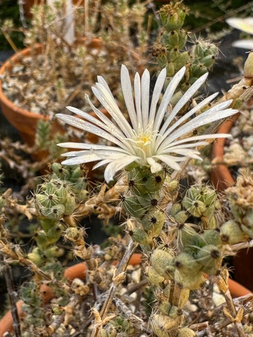 preview Trichodiadema peersii L.Bolus